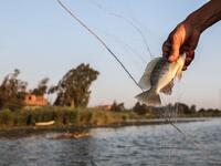 An Egyptian Fisherman holds a fish after catching it in the waters of the Pharaonic Sea in the village of Kafr Fisha, province of Monufia, on August 13, 2019. Mohamed el-Shahed / AFP