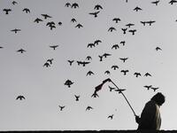 In this photograph taken on February 3, 2019, a keeper tends his pigeons on the roof of his house in the old quarters of New Delhi. Pigeon flying, locally known as Kabootar Bazi, is a popular hobby among people living in the old quarters of the capital city. Sajjad HUSSAIN / AFP