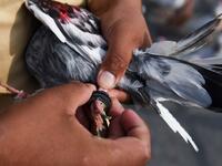 In this photograph taken on February 3, 2019, a keeper puts a plastic ring on the feet of his pigeon on the roof of his house in the old quarters of New Delhi. Pigeon flying, locally known as Kabootar Bazi, is a popular hobby among people living in the old quarters of the capital city. Sajjad HUSSAIN / AFP