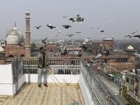 In this photograph taken on January 30, 2019, a keeper tends his pigeons on the roof of his house in the old quarters of New Delhi. Pigeon flying, locally known as Kabootar Bazi, is a popular hobby among people living in the old quarters of the capital city. Sajjad HUSSAIN / AFP