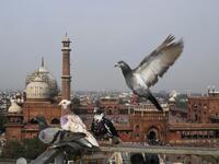 In this photograph taken on February 3, 2019, pigeons rest on the roof of their keeper's house in the old quarters of New Delhi. Pigeon flying, locally known as Kabootar Bazi, is a popular hobby among people living in the old quarters of the capital city. Sajjad HUSSAIN / AFP