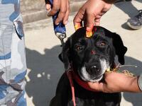 Nepal Armed Police personnel apply vermilion and flower garlands to a police dog during an event to mark the Hindu Tihar festival also known as Diwali at the Armed Police Dog Training School in Kathmandu on October 27, 2019. Tihar, as the Hindu festival of Diwali is known locally, sees Nepalese offering blessings to dogs, which according to Hindu tradition are the messengers of Yamraj, the god of death. PRAKASH MATHEMA / AFP