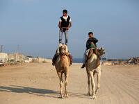 Palestinian youths riding camel (Twitter)