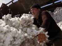 Uzbekistan has nearly eliminated forced labour from its cotton industry (Twitter)