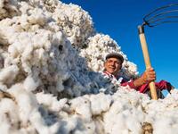 Some big Western retailers are boycotting cotton from Uzbekistan because of the government’s taste for slave labour (Twitter)