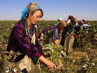 Uzbekistan's cotton growers walk in a cotton plantations outside Tashkent (Twitter)