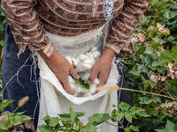 Cotton harvesting. A woman collecting cotton  (Shutterstock)