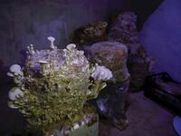 Mushrooms are pictured in a dark room at a camp in a town called Haarem in the northwestern province of Idlib on November 29, 2019. Mushrooms are commonly viewed as an alternative to meat in dishes, although they are different in nutritional value. Aaref WATAD / AFP