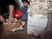Nasrallah (L) and his son Saeed pick out ripe mushrooms in a dark room at a camp in a town called Haarem in the northwestern province of Idlib on November 29, 2019. Aaref WATAD / AFP