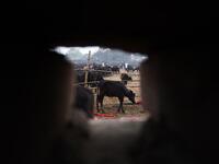 Buffaloes are seen through a hole as they stand in the sacrifice enclosure ahead of Gadhimai Festival in Bariyarpur, 160 km south of the capital Kathmandu, on December 1, 2019. PRAKASH MATHEMA / AFP