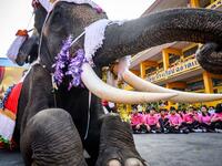 An elephant dressed in a Santa Claus costume performs during a gift presentation to schoolchildren during Christmas celebrations in Ayutthaya on December 23, 2019. Wearing red and white hats and a string of bells, Thai elephants passed out Christmas gifts to hundreds of schoolchildren on Monday despite growing criticism over using the animals in performances. The annual festive event is organised by a nearby elephant park, whose mahouts or handlers started in the early morning dressing the animals. Thailand
