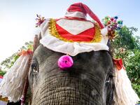 An elephant dressed in a Santa Claus costume is seen before a gift presentation to schoolchildren during Christmas celebrations in Ayutthaya on December 23, 2019. Wearing red and white hats and a string of bells, Thai elephants passed out Christmas gifts to hundreds of schoolchildren on Monday despite growing criticism over using the animals in performances. The annual festive event is organised by a nearby elephant park, whose mahouts or handlers started in the early morning dressing the animals. Thailand 