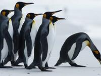 Tourists spend thousands to swim among the Penguins in Antarctica "It's like getting stabbed," a tourist exclaimed, as he plunged into the three-degree celsius water (Twitter)