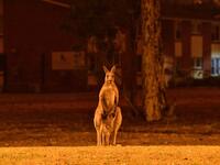 This picture taken on December 31, 2019 shows a kangaroo trying to move away from nearby bushfires at a residential property near the town of Nowra in the Australian state of New South Wales. Fire-ravaged Australia has launched a major operation to reach thousands of people stranded in seaside towns after deadly bushfires ripped through popular tourist areas on New Year's Eve. SAEED KHAN / AFP