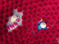 A Vietnamese woman collects dried incense sticks at a courtyard in Quang Phu Cau village on the outskirts of Hanoi on January 9, 2020 ahead of the upcoming Lunar New Year celebrations, referred to in Vietnam as Tet. Manan VATSYAYANA / AFP