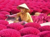 A Vietnamese woman collects dried incense sticks at a courtyard in Quang Phu Cau village on the outskirts of Hanoi on January 9, 2020 ahead of the upcoming Lunar New Year celebrations, referred to in Vietnam as Tet. Manan VATSYAYANA / AFP