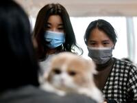 Visitors wearing a protective facemask look at Mochi, a highland fold breed during Vietnam's first national cat show in Hanoi on February 16, 2020. amid concerns of the COVID-19 coronavirus outbreak. Manan VATSYAYANA / AFP