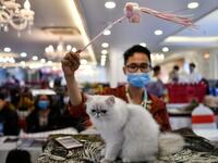 A participant wearing a protective facemask trains his cat Baxo, a Persian breed during Vietnam's first national cat show in Hanoi on February 16, 2020. amid concerns of the COVID-19 coronavirus outbreak. Manan VATSYAYANA / AFP