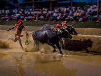 Kambala is a traditional buffalo racing event held annually between Nov and Mar at various towns and villages along coastal Karnataka, India. Clicked on 28-Jan-2012 at Katpadi, India.  (Shutterstock)