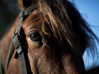 In this photograph taken on January 11, 2020, a Manipuri pony is prepared before riding to Thangmeiband Polo Ground for a 15th Women's State Polo Tournament match, at the at Thangmeiband's Polo Ground stable in Imphal, the capital of the northeastern Indian state of Manipur. Laishram Thadoi's face is a picture of concentration as she adjusts her helmet and prepares to play in Manipur, the remote Indian state regarded as the birthplace of modern polo. Xavier GALIANA / AFP