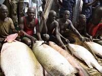 Fishermen display their catch at the revived Argungu fishing and cultural festival at Argungu Town, Kebbi State in northwest Nigeria, on March 14, 2020. Argungu fishing and cultural festival is one of the oldest and most widely attended festivals in the country dating back many generations, featuring series of water competitions and traditional games. The festival returned after 10 years suspension due to insecurity in northwest Nigeria. PIUS UTOMI EKPEI / AFP