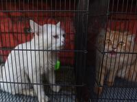 imals still alive in the corner of Karachi's sprawling Empress Market where pets are sold were rescued only after activists appealed to the authorities for access. Asif HASSAN / AFP 