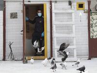 A pigeon owner, wearing personal protective equipment, lets his pigeons out of their cage on the rooftop of his building in the southern suburb of Beirut on April 11, 2020. ANWAR AMRO / AFP