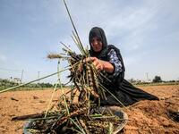 A Palestinian woman lightly roasts wheat harvested before maturity (freekeh) in Khan Yunis in the southern Gaza Strip on April 22, 2020, before being prepared to be used in a soup during the Muslim holy month of Ramadan which begins later in the week. From cancelled iftar (fast breaking) feasts to suspended mosque prayers, Muslims across the Middle East are bracing for a bleak month of Ramadan fasting as the threat of the COVID-19 pandemic lingers. The holy Muslims fasting month of Ramadan is a period for b