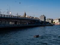 A dolphin swims in the Bosphorus by Galata tower, where sea traffic has nearly come to a halt on April 26, 2020, as the city of 16 million has been under lockdown since April 23rd as part of government measures to stem the spread of the Covid-19 pandemic caused by the novel coronavirus. Yasin AKGUL / AFP