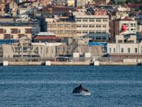 In the waters of the Bosphorus, dolphins are these days swimming near the shoreline in Turkey's largest city Istanbul with lower local maritime traffic and a ban on fishing. . Yasin AKGUL / AFP