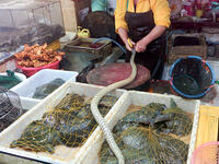 China bans wildlife meat, after it was linked to the virus beside cats and dogs. (Shutterstock/ File Photo)