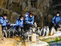 This picture taken on May 4, 2020 shows marine mammal carers feeding penguins in their enclosure at the Ocean Park theme park, which is currently closed due to the COVID-19 novel coronavirus, in Hong Kong. Save for an absence of gawping crowds, life for the penguins of Hong Kong's Ocean Park has been much the same during the coronavirus pandemic -- but their carers have worked long shifts to keep the monochrome troupe healthy. Anthony WALLACE / AFP