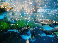 Save for an absence of gawping crowds, life for the penguins of Hong Kong's Ocean Park has been much the same during the coronavirus pandemic -- but their carers have worked long shifts to keep the monochrome troupe healthy. Anthony WALLACE / AFP