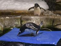 This picture taken on May 4, 2020 shows a rockhopper penguin (top) looking at a gentoo penguin on a floating mat in their enclosure at the Ocean Park theme park, which is currently closed due to the COVID-19 novel coronavirus, in Hong Kong. Save for an absence of gawping crowds, life for the penguins of Hong Kong's Ocean Park has been much the same during the coronavirus pandemic -- but their carers have worked long shifts to keep the monochrome troupe healthy.Richard A. Brooks / AFP