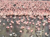 Flocks of flamingos stand in a pond in Navi Mumbai on May 14, 2020. Punit PARANJPE / AFP