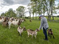 Izabela Ciesielska owner of the "Nad Arem" farm specialised in goat cheese - is seen among the goat herd in the meadow in the Masuria - polish lake region, May 15, 2020. The sheep and cows are in the meadow, the cheese is ripening in a room on the ground floor -- just the kind of scene attracting increasing numbers of Polish city-slickers away from the urban jungle. Wojtek RADWANSKI / AFP