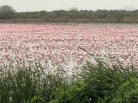 Flocks of flamingos in a pond in Navi Mumbai (Twitter)