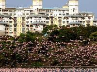Flocks of flamingos in a pond in Navi Mumbai (Twitter)