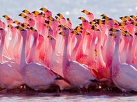Flocks of flamingos in a pond in Navi Mumbai (themindunleashed)