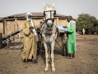 Fulani herders pack their cart with fodder before making their way back to their camps at a unofficial herders market in Barkedji on May 28, 2020. COVID-19 coronavirus restrictions have closed down markets and regional movement, as a result Fulani herders are struggling to move to areas with more grazing land for there live stock. Closures of markets have meant that the prices for live stock has dropped by up to fifty percent, leaving the pastoralist stuck with out being able to pay for the provisions to mo