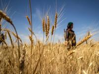 A Kurdish female volunteer, from the newly formed Community Protection Forces, guards a wheat field, against threats by jihadists to burn the crops, during harvest season on June 13, 2020, in the countryside east of Qamishli in Syria's northeastern Hasakah province. Delil SOULEIMAN / AFP