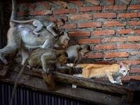 Longtail macaques pull the tail of a cat in an abandoned building in the town of Lopburi, some 155km north of Bangkok, on June 21, 2020. Lopburi's monkey population, which is the town's main tourist attraction, doubled to 6,000 in the last three years, forcing authorities to start a sterilisation campaign. Mladen ANTONOV / AFP