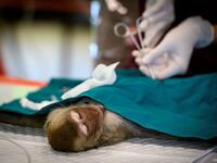 A veterinarian performs a sterilisation on a longtail macaque in the town of Lopburi, some 155km north of Bangkok, on June 21, 2020. Lopburi's monkey population, which is the town's main tourist attraction, doubled to 6,000 in the last three years, forcing authorities to start a sterilisation campaign. Mladen ANTONOV / AFP