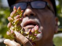 Maan, famed for its pistachio production, was controlled for years by jihadists and their rebel allies but it fell to the government at the start of the year following a months-long offensive. And as violence subsided, many formerly displaced farmers have returned, hoping this season will mark the revival of what was once a leading industry. LOUAI BESHARA / AFP