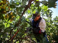 famed for its pistachio production, was controlled for years by jihadists and their rebel allies but it fell to the government at the start of the year following a months-long offensive. And as violence subsided, many formerly displaced farmers have returned, hoping this season will mark the revival of what was once a leading industry. LOUAI BESHARA / AFP