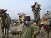 A trader wearing a facemask as a preventive measure against the spread of the COVID-19 coronavirus, as he hold his camels while waiting for customers at a cattle market set up for the upcoming Muslim festival Eid al-Adha also called "Festival of the Sacrifice", in Rawalpindi on July 20, 2020.  Aamir QURESHI / AFP