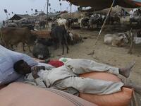 Traders rest at a cattle market set up for the upcoming Muslim festival Eid al-Adha also called "Festival of the Sacrifice", in Rawalpindi on July 20, 2020. Aamir QURESHI / AFP