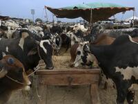 A trader feeds the cows at a cattle market set up for the upcoming Muslim festival Eid al-Adha also called "Festival of the Sacrifice", in Rawalpindi on July 20, 2020. Aamir QURESHI / AFP