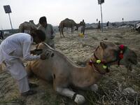 Traders decorate a camel with Henna at a cattle market set up for the upcoming Muslim festival Eid al-Adha also called "Festival of the Sacrifice", in Rawalpindi on July 20, 2020. Aamir QURESHI / AFP