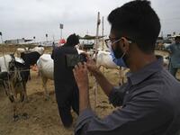 A Muslim customer takes a photo of a cow at a cattle market set up for the upcoming Muslim festival Eid al-Adha also called "Festival of the Sacrifice", in Rawalpindi on July 20, 2020. Aamir QURESHI / AFP